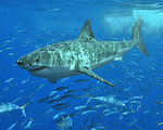 Electronic Shark Shield Deters Sharks