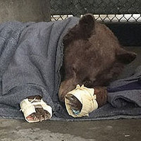 Fish Bandages Help Burned Bears Heal