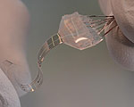 Flexible e-Dura Implant Offers a Cure for Paralysis