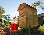 Flow Frames Put Honey On Tap to Reduce Bee Stress