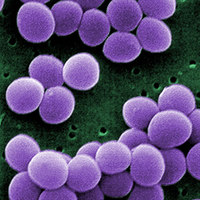 Game-Changer Synthesized Antibiotic