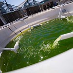Genetically Engineered Algae for Food and Fuel