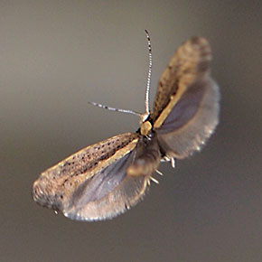 Genetically Engineered Moth to Suppress Pest Population