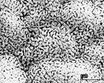 Gold Nanosponges Lead to Better Headlights