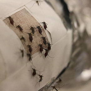 Graphene Film Thwarts Mosquitoes