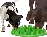 Green Feeder Slows Food-Gulping Dogs
