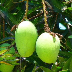 Green Mango Skins Clean Oil Waste
