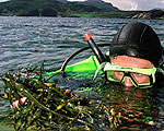 High Heat Turns Kelp to Biofuel