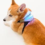 Inupathy Collar Reflects Dogs' Moods