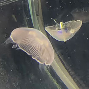 Jellyfish get a Speed Bump with Pulsing Prosthetic