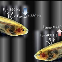 Knifefish Communication Helps Eliminate Bandwidth Jamming