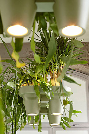 Bucketlights Combine Light and Plants