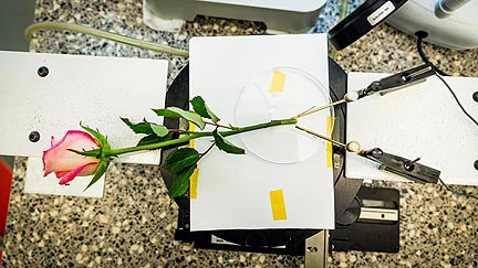 Building Batteries from Roses