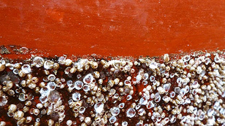 Eco-Friendly Anti-Biofouling Paint Repels Barnacles