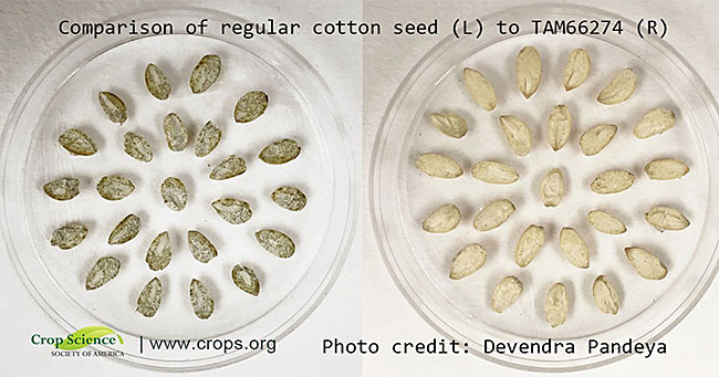 Edible Cotton Seeds are Packed with Protein