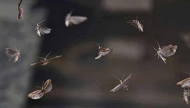 Genetically Engineered Moth to Suppress Pest Population