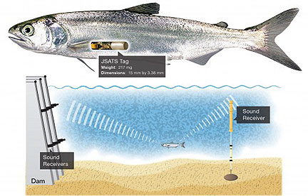 Injectable Tag Helps Teams Track Salmon