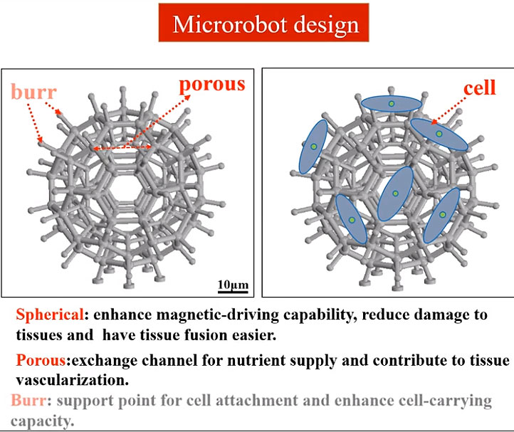 Micro-Robots Deliver Stem Cells in the Body