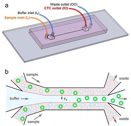 Microfluidic Device Sorts Cells by Size to Detect Cancer