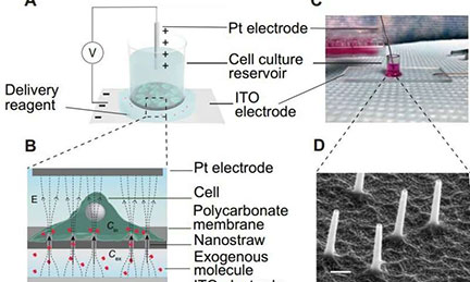 Nanostraws Deliver Molecules to Cells