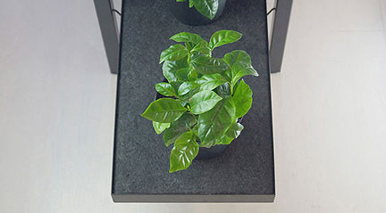 Pikaplant One Waters Houseplants Automatically