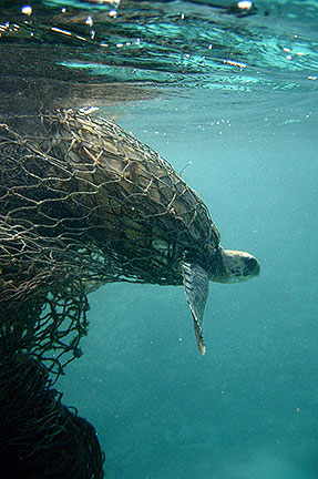 PingMe Tags Stop Ghost Fishing