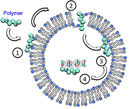 Polymer Fights Drug-Resistant Bactieria