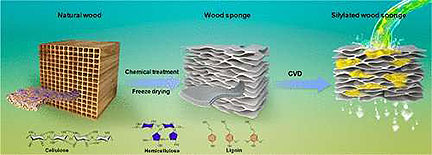 Reusuable Wooden Sponge Cleans Oil Spills