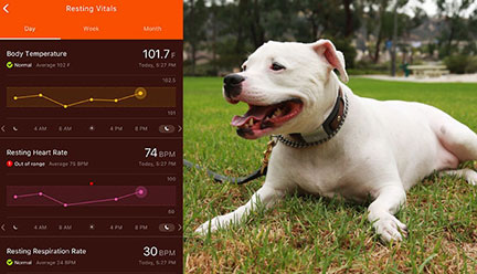 Waggit Smart Collar Improves Your Dog's Health