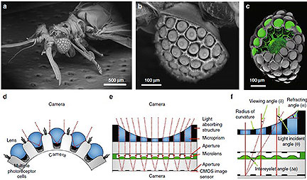 Wasp Eye Insprires Ultra-Thin Camera
