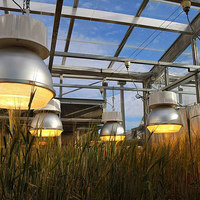 Light-Based Speed Breeding Grows Crops Faster