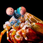 Mantis Shrimp Eye-Roll Inspires New Robotic Vision