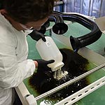 Modified Sawdust Soaks Up Oil Spills
