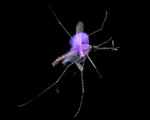 Mosquito-Killing Laser