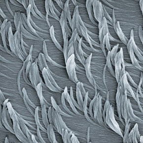 Nanofibers Shaped by Liquid Crystal