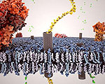 Using Nanotubes to Bypass Cell Membranes