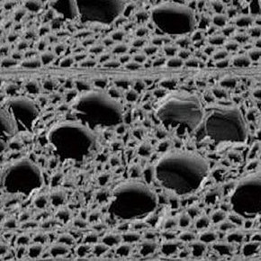 Nanowood Filter Improves Desalination