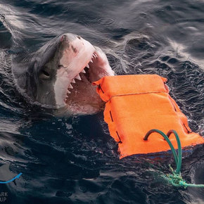 Coated Neoprene Fabric Resists Shark Bites