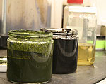 New Process Creates Crude Oil from Algae in Minutes