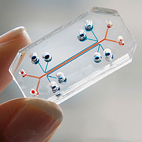 Organs-on-Chips Promise to Reduce Testing Time for New Drugs