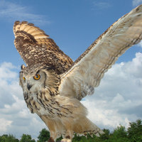 Owl Wings Help Silence Turbines