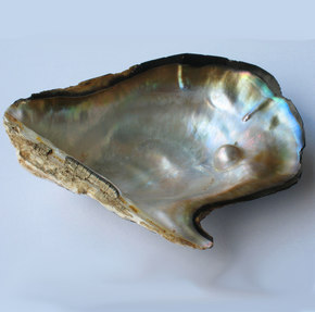 Oyster Shells Inspire Stronger Glass