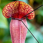 Pitcher Plant Inspires Anti-Fouling Technology