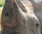 Project RAPID Stops Poaching with Rhino Cams