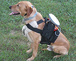 Remote Control System for Dogs