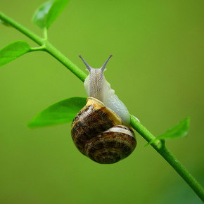 Reversible Adhesive Inspired by Snail Slime