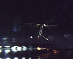 RoboBee Can Fly and Swim