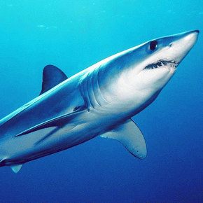 Shark Scales Inspire Faster Aircraft