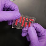 Skin-Inspired Hydrogel Won't Dry Out