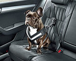 Skoda Cars Offer Pet Safety Options